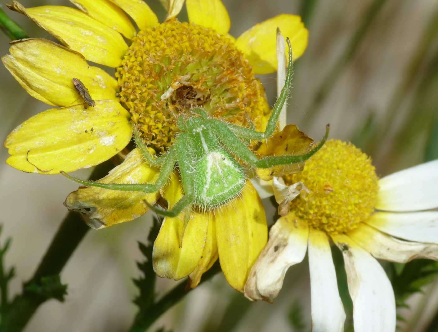 Heriaeus sp.